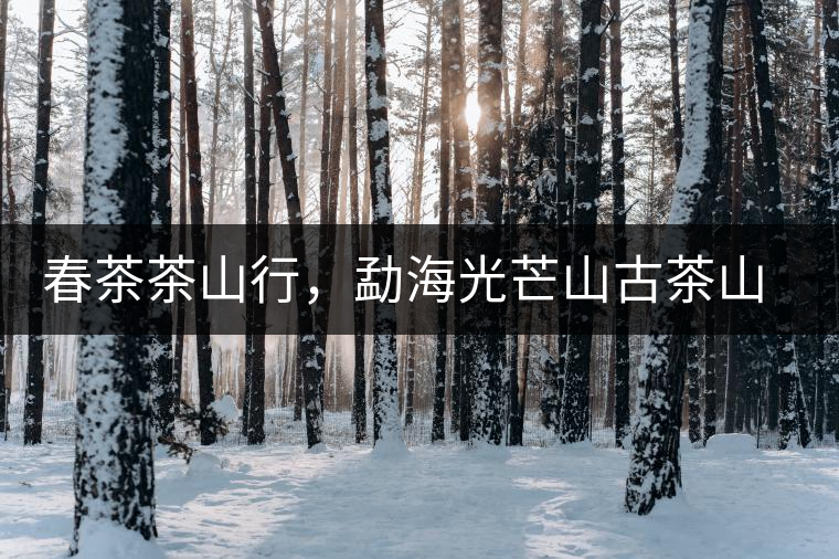 春茶茶山行，勐海光芒山古茶山你去過嗎？