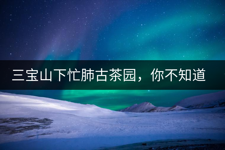 三寶山下忙肺古茶園，你不知道的古樹茶傳說