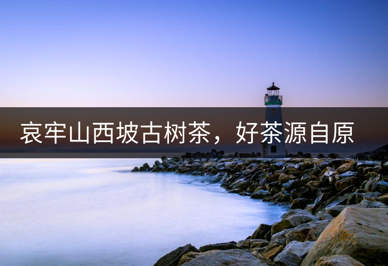 哀牢山西坡古樹(shù)茶，好茶源自原生態(tài)高山