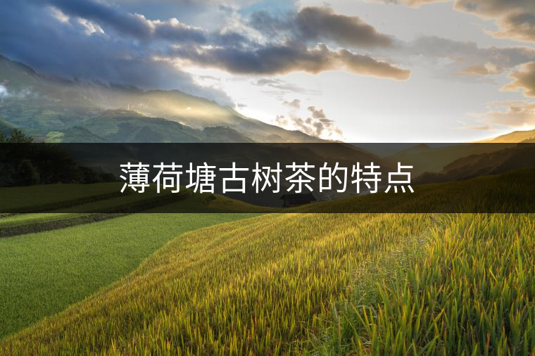 薄荷塘古樹茶的特點(diǎn)