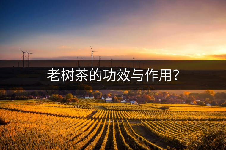 老樹茶的功效與作用？
