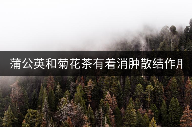 蒲公英和菊花茶有著消腫散結(jié)作用！