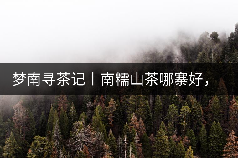 夢南尋茶記丨南糯山茶哪寨好，半坡老寨數(shù)第一