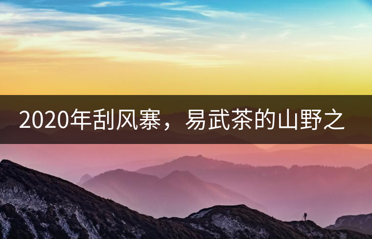 2020年刮風(fēng)寨，易武茶的山野之王-易武中聘號(hào)