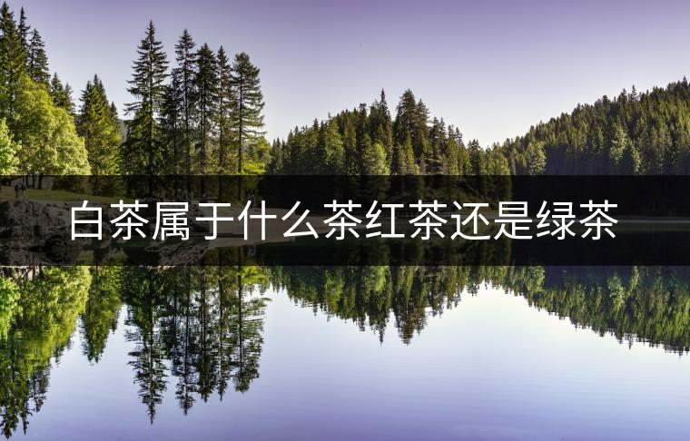 白茶屬于什么茶紅茶還是綠茶