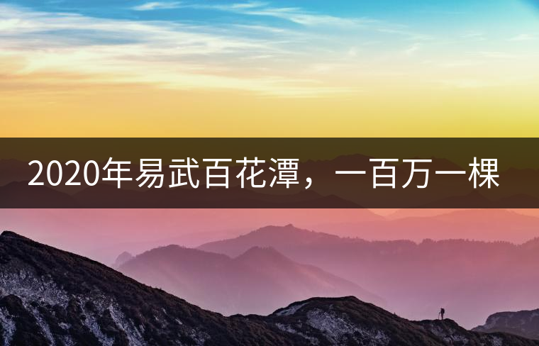 2020年易武百花潭,一百萬一棵樹-易武中聘號(hào) 2020年易武百花潭,一百萬一棵樹-易武中聘號(hào)