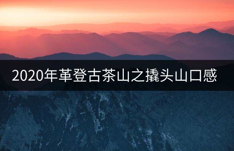 2020年革登古茶山之撬頭山口感-易武中聘號(hào)