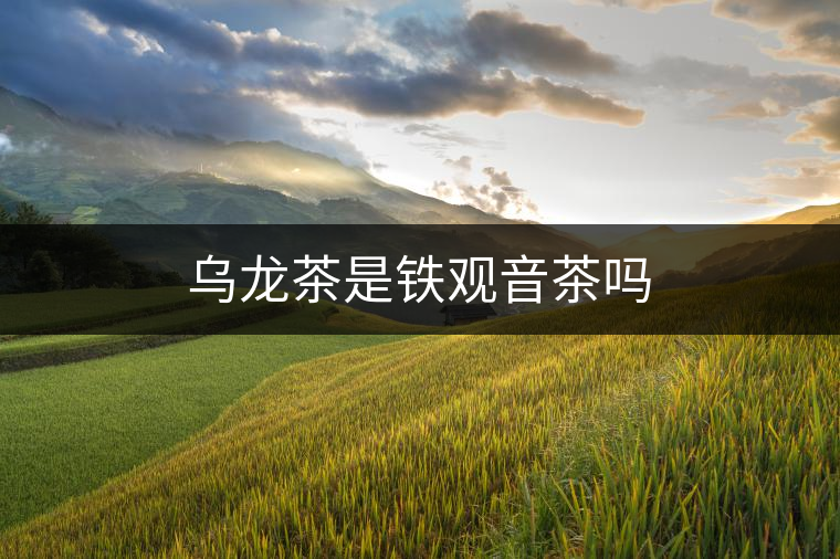 烏龍茶是鐵觀音茶嗎 烏龍茶是鐵觀音茶嗎