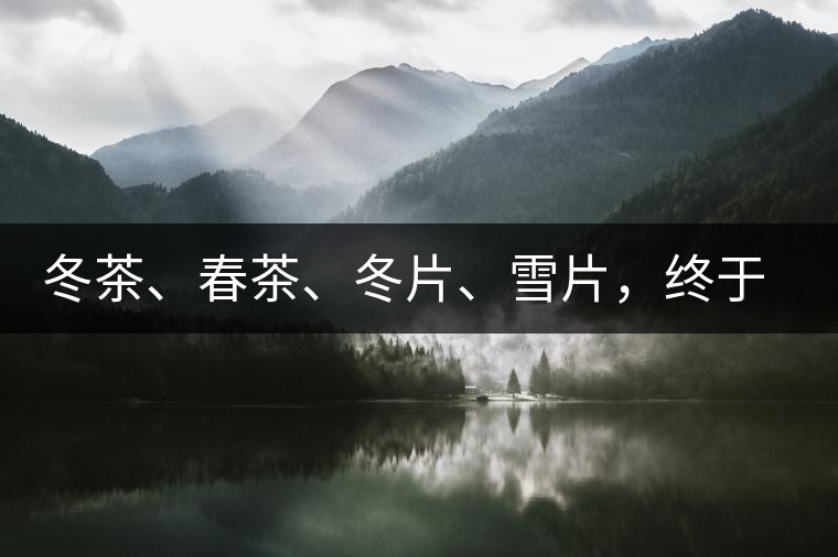 冬茶、春茶、冬片、雪片，終于分清楚了