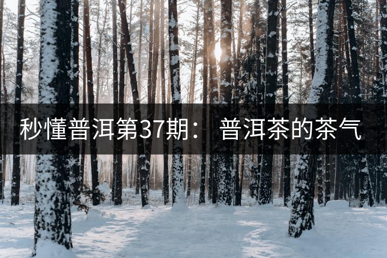 秒懂普洱第37期： 普洱茶的茶氣到底是什么？