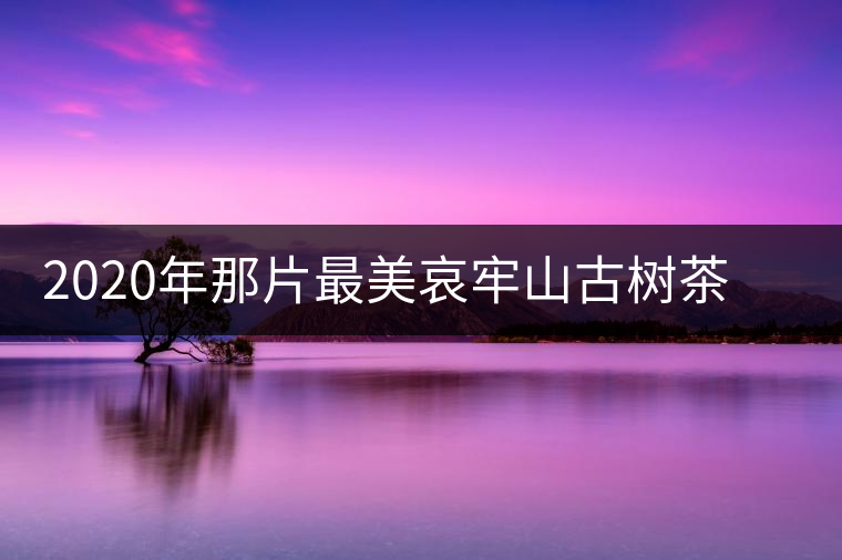 2020年那片最美哀牢山古樹茶 讓我了遇見你-易武中聘號(hào)