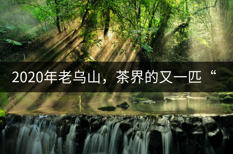 2020年老烏山，茶界的又一匹“黑馬-易武中聘號