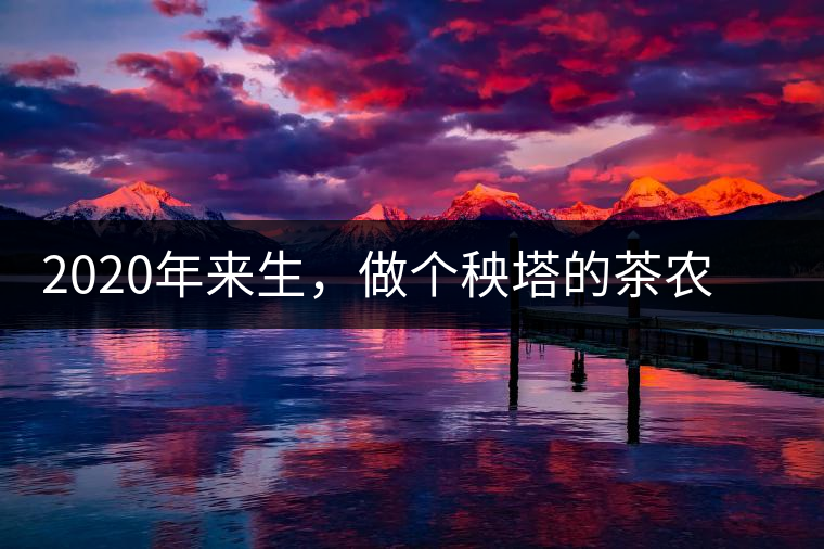 2020年來生，做個(gè)秧塔的茶農(nóng) 上樹摘茶 下樹數(shù)錢-易武中聘號(hào)