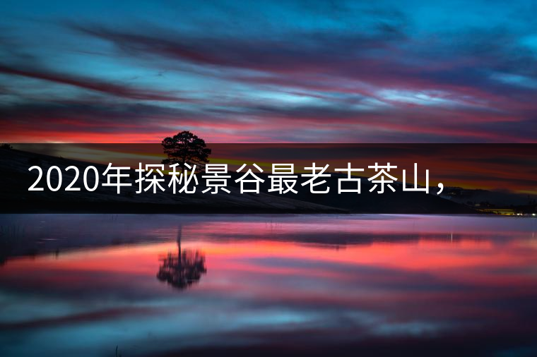 2020年探秘景谷最老古茶山，一個家族的興茶往事-易武中聘號