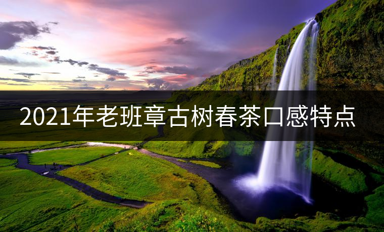 2021年老班章古樹(shù)春茶口感特點(diǎn)？