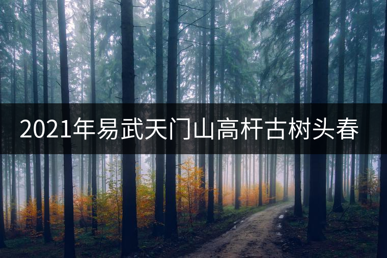 2021年易武天門山高桿古樹頭春多少錢一公斤? 2021年易武天門山高桿古樹頭春多少錢一公斤?
