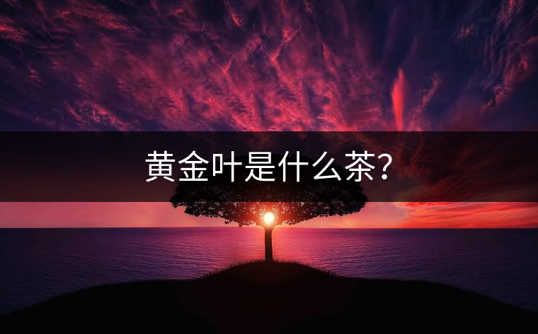 黃金葉是什么茶？