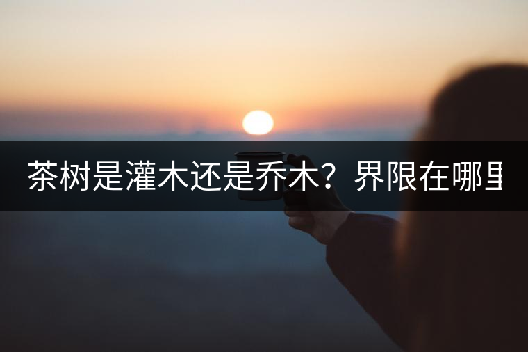 茶樹(shù)是灌木還是喬木？界限在哪里？