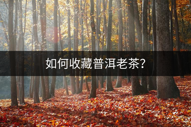 如何收藏普洱老茶？