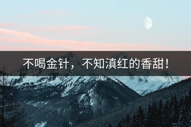 不喝金針，不知滇紅的香甜！