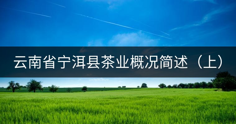 云南省寧洱縣茶業(yè)概況簡(jiǎn)述（上）