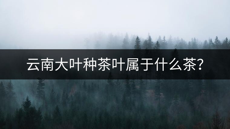 云南大葉種茶葉屬于什么茶？