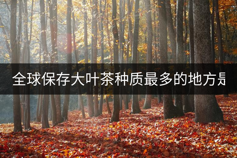 全球保存大葉茶種質(zhì)最多的地方是哪？