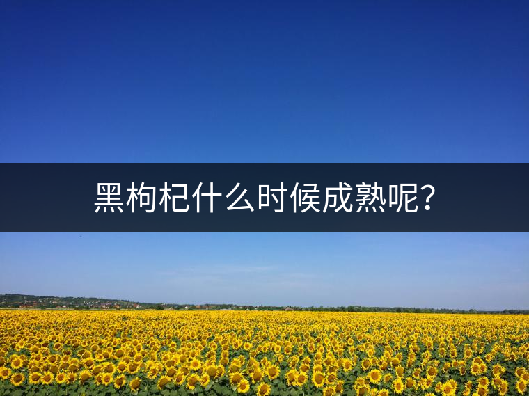 黑枸杞什么時候成熟呢？