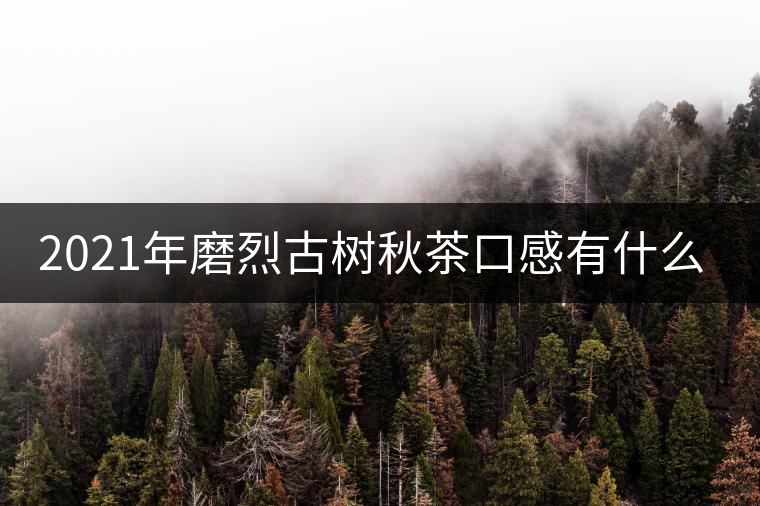 2021年磨烈古樹秋茶口感有什么特點？