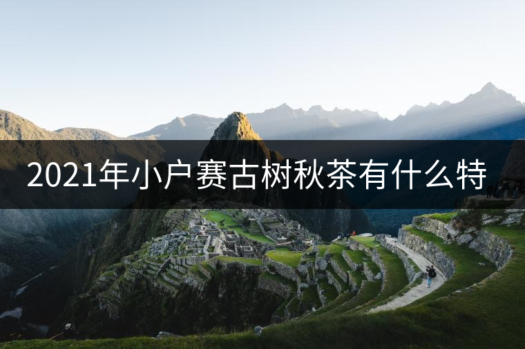 2021年小戶賽古樹(shù)秋茶有什么特點(diǎn)？