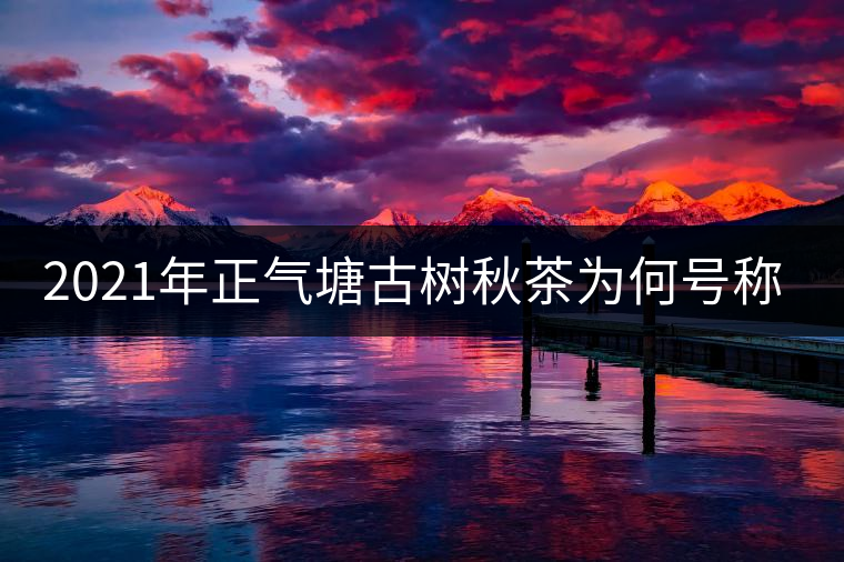 2021年正氣塘古樹秋茶為何號稱小冰島？