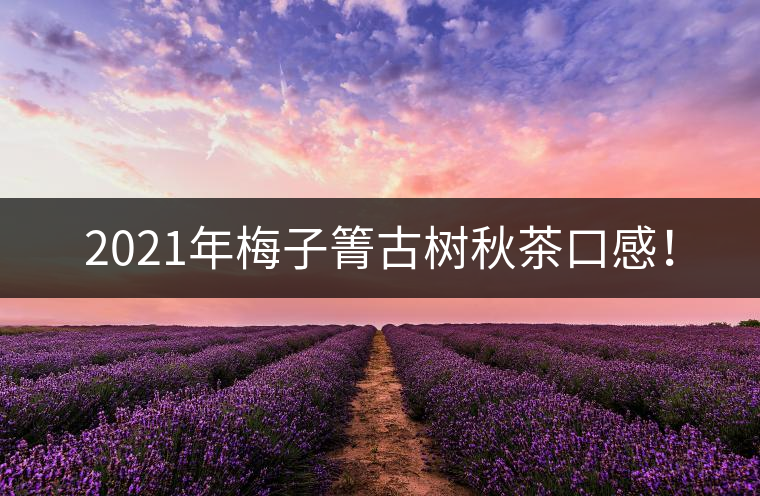 2021年梅子箐古樹秋茶口感！