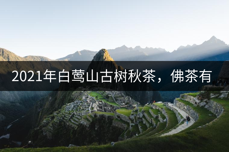 2021年白鶯山古樹(shù)秋茶，佛茶有什么魅力？