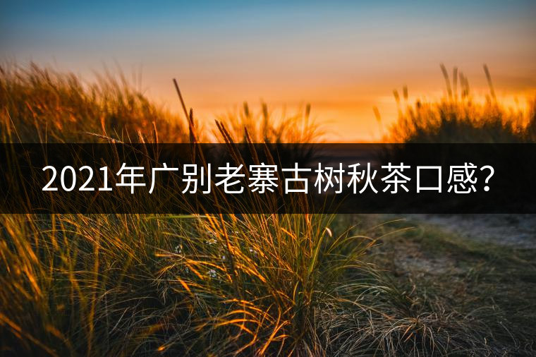 2021年廣別老寨古樹秋茶口感？