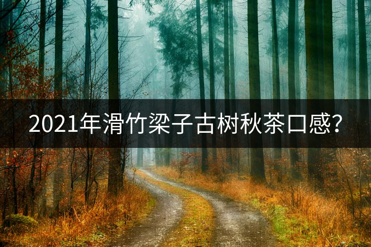 2021年滑竹梁子古樹秋茶口感？