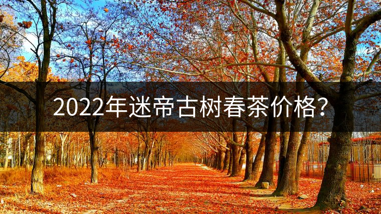 2022年迷帝古樹春茶價格？