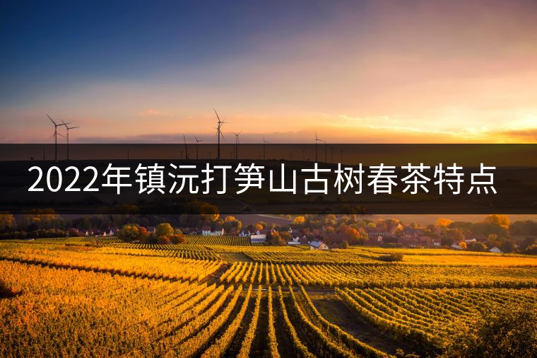 2022年鎮(zhèn)沅打筍山古樹春茶特點(diǎn)？