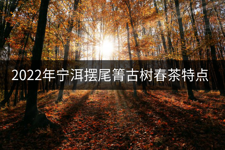 2022年寧洱擺尾箐古樹春茶特點？