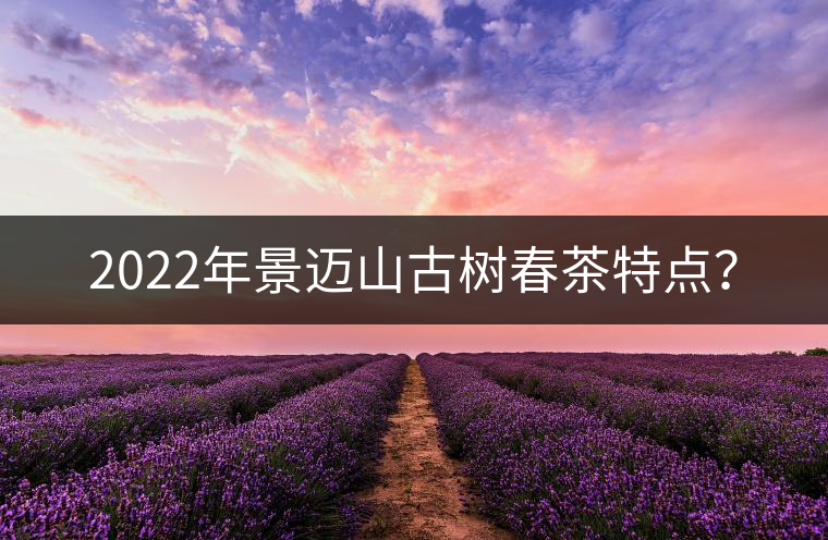 2022年景邁山古樹(shù)春茶特點(diǎn)？