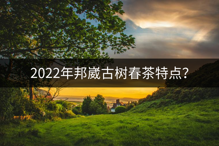 2022年邦崴古樹春茶特點(diǎn)？