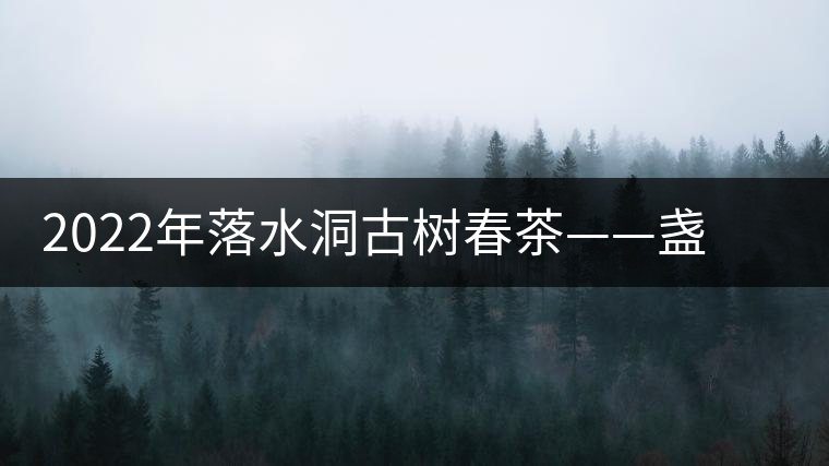 2022年落水洞古樹春茶——盞盛琥珀光，柔甜入人心