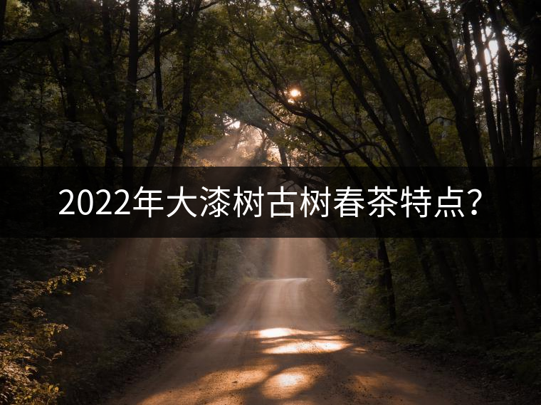 2022年大漆樹古樹春茶特點？