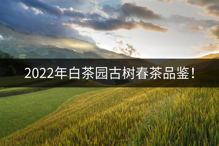 2022年白茶園古樹春茶品鑒！
