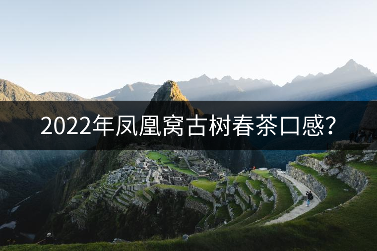2022年鳳凰窩古樹春茶口感？