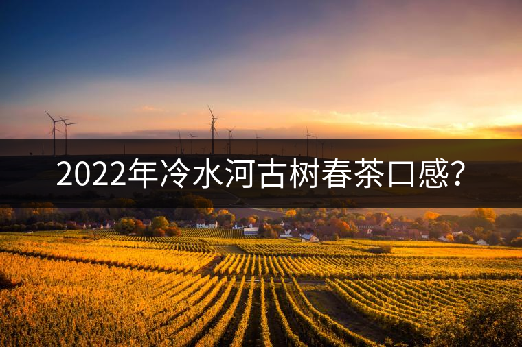 2022年冷水河古樹春茶口感？