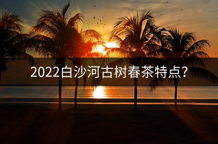2022白沙河古樹春茶特點？