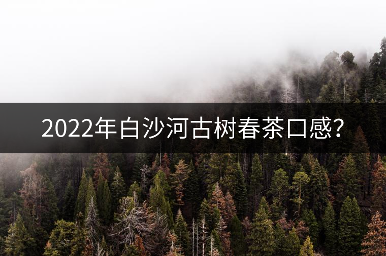 2022年白沙河古樹春茶口感？