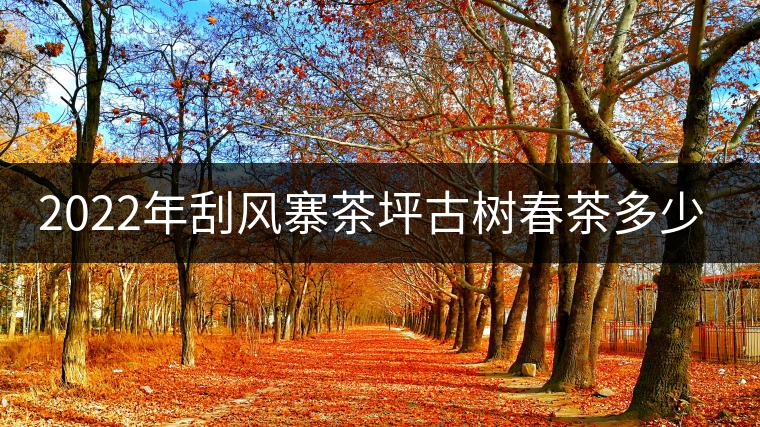 2022年刮風(fēng)寨茶坪古樹春茶多少錢一公斤？