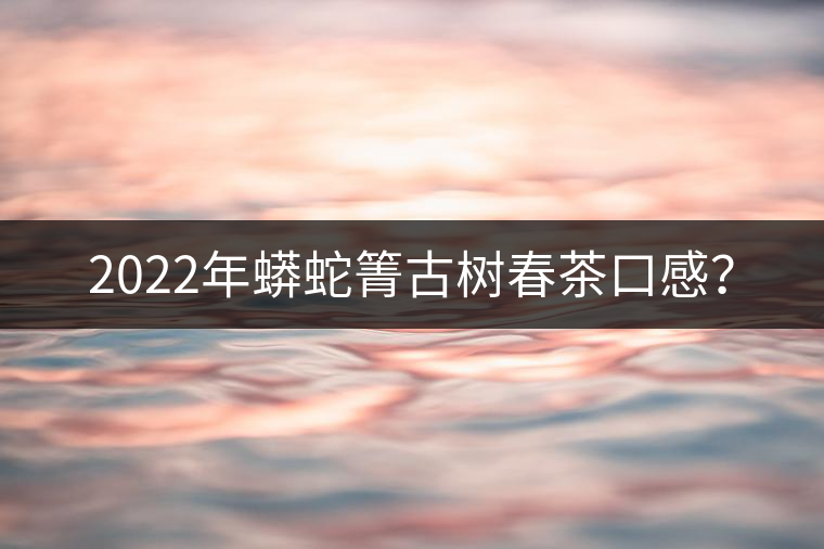 2022年蟒蛇箐古樹春茶口感？