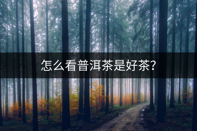 怎么看普洱茶是好茶？